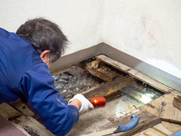 Best Fast Mold Removal  in Gravette, AR