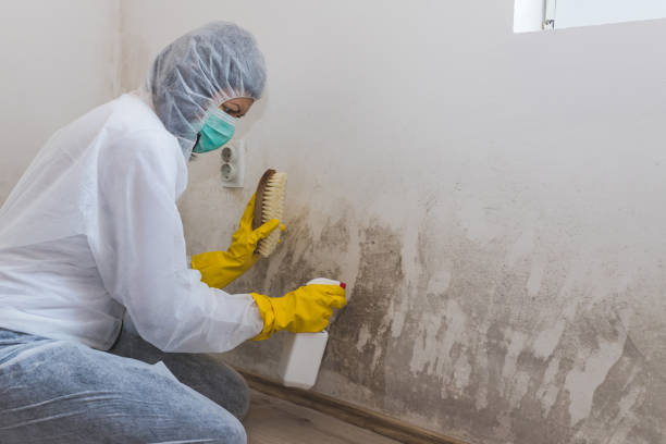 Best Attic Mold Removal  in Gravette, AR