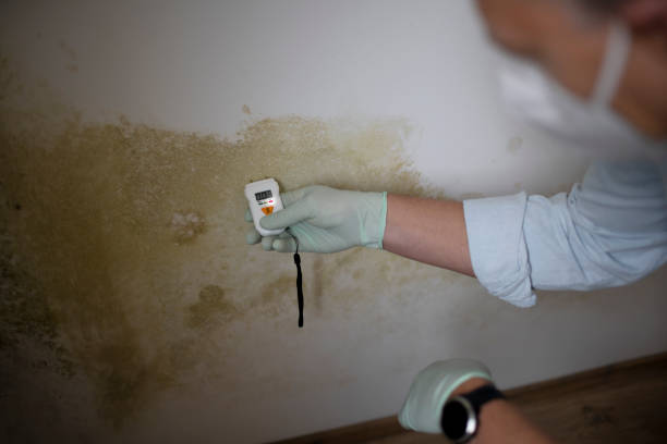 Best Mold Testing  in Gravette, AR