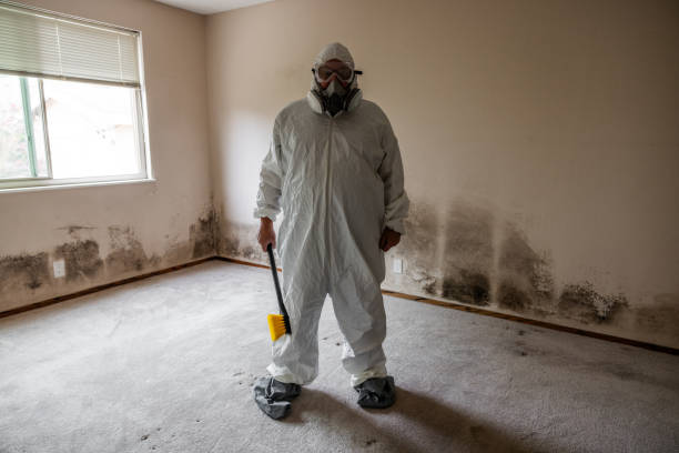 Attic Mold Removal in Gravette, AR
